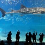 Aquarium Antalya Tickets Transfers 002