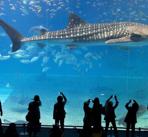 Aquarium Antalya Tickets Transfers 002