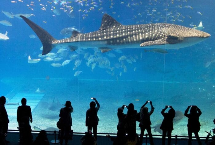 Aquarium Antalya Tickets Transfers 002