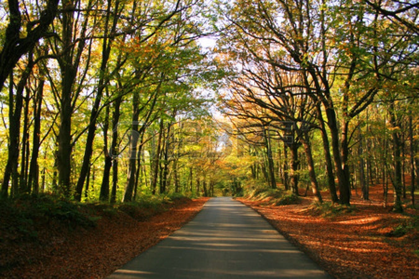 Belgrad Forest in fall season