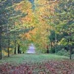 Nature Lovers Are Set to Experience the Splendor of Autumn in the Golden-Hued Forests of Belgrade.